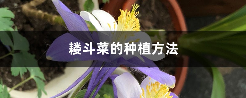 耧斗菜