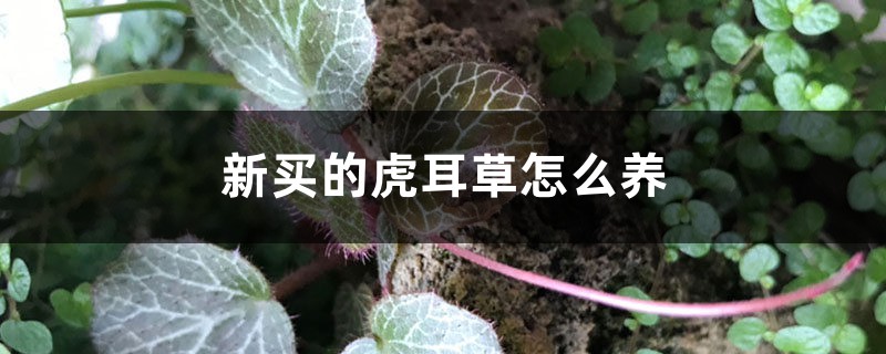虎耳草