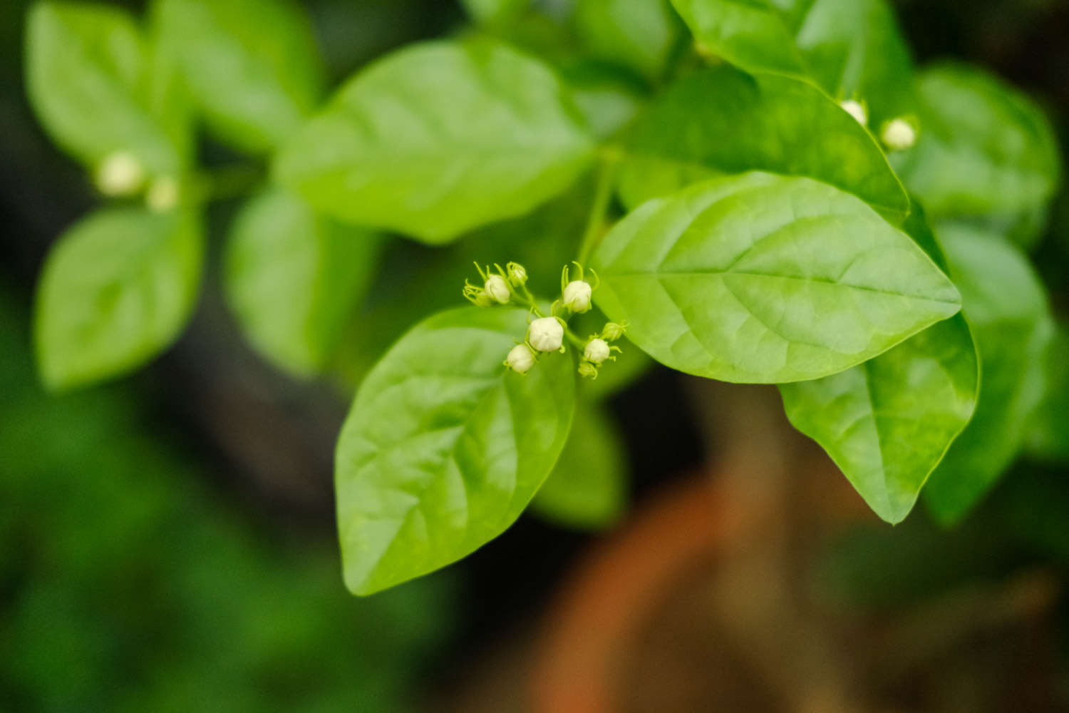 茉莉花施肥方法，用什么肥好