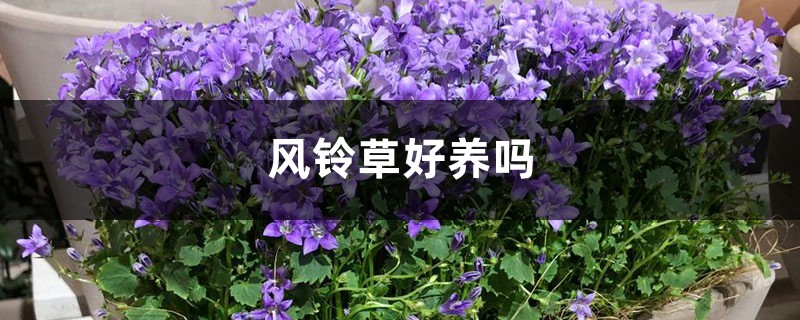 风铃草