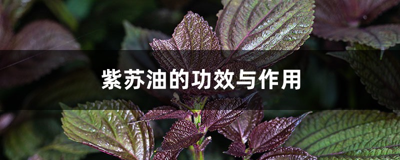 紫苏