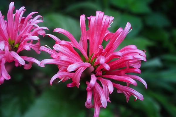 珊瑚花