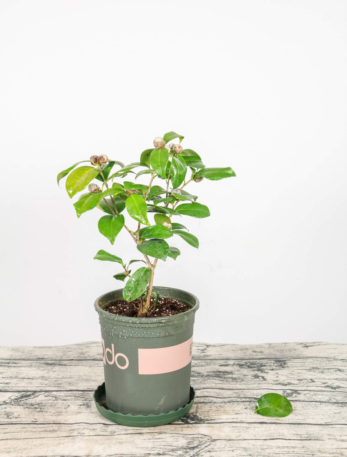 茶花叶子叶尖发黑掉落的原因