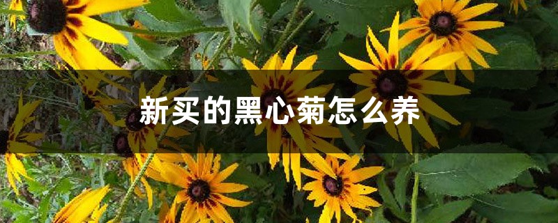 黑心菊