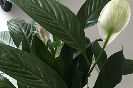 一帆风顺出现绿花怎么回事，怎么处理