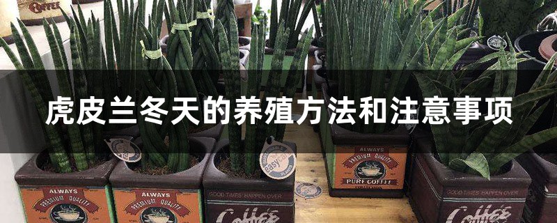 虎皮兰