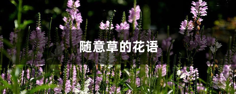 随意草