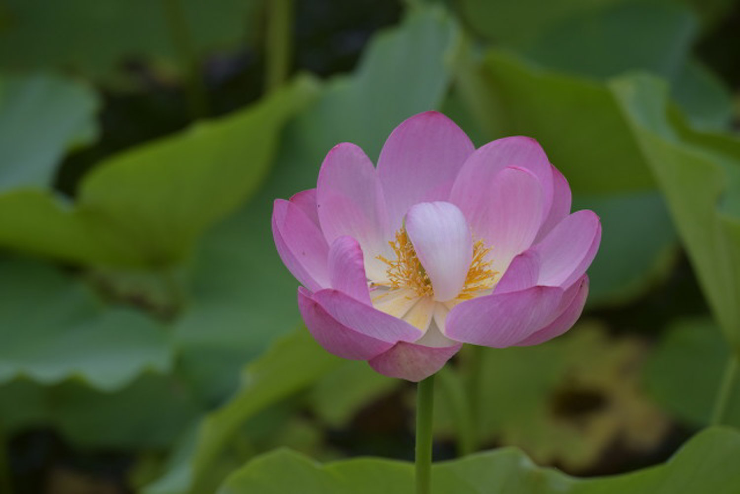 荷花烂根是怎么回事