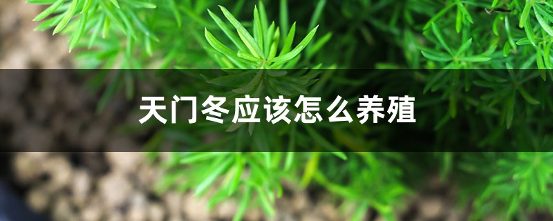 天门冬