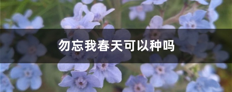 勿忘我