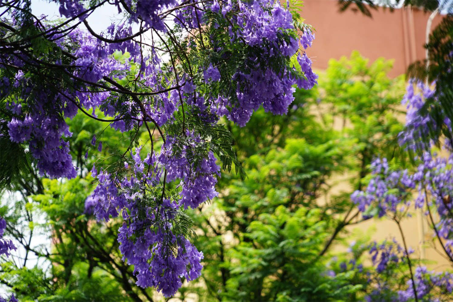 凉山适合养什么花，市花和市树是什么