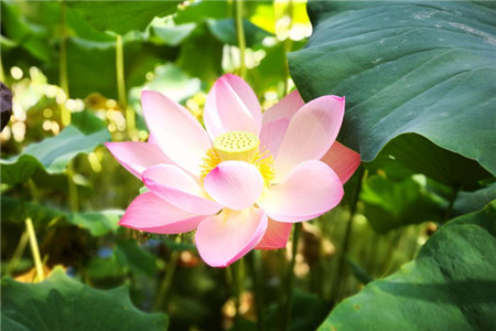 莲花叶子枯萎怎么回事，叶子枯萎怎么办