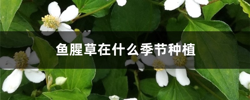 鱼腥草