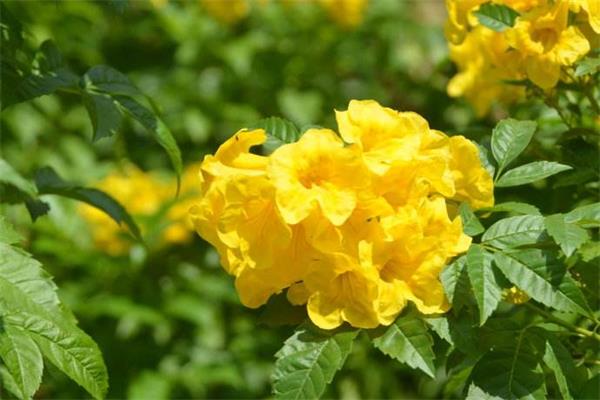 黄钟花