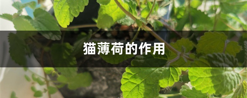 猫薄荷