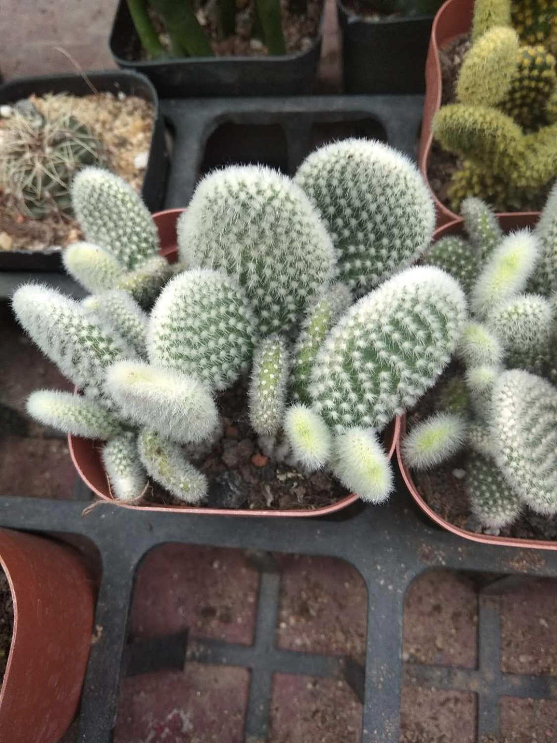 仙人掌烂根烂茎怎么办