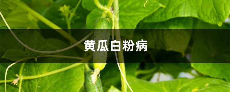 黄瓜