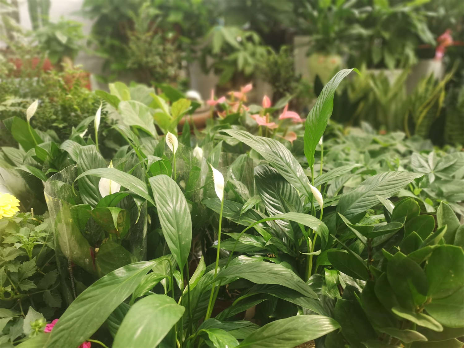 最耐阴的十大漂亮植物，十种室内最好养的植物盆栽