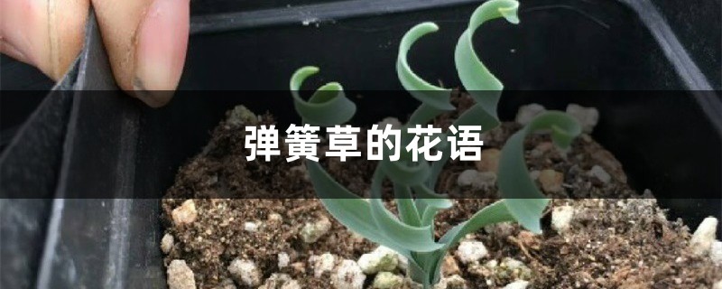 弹簧草