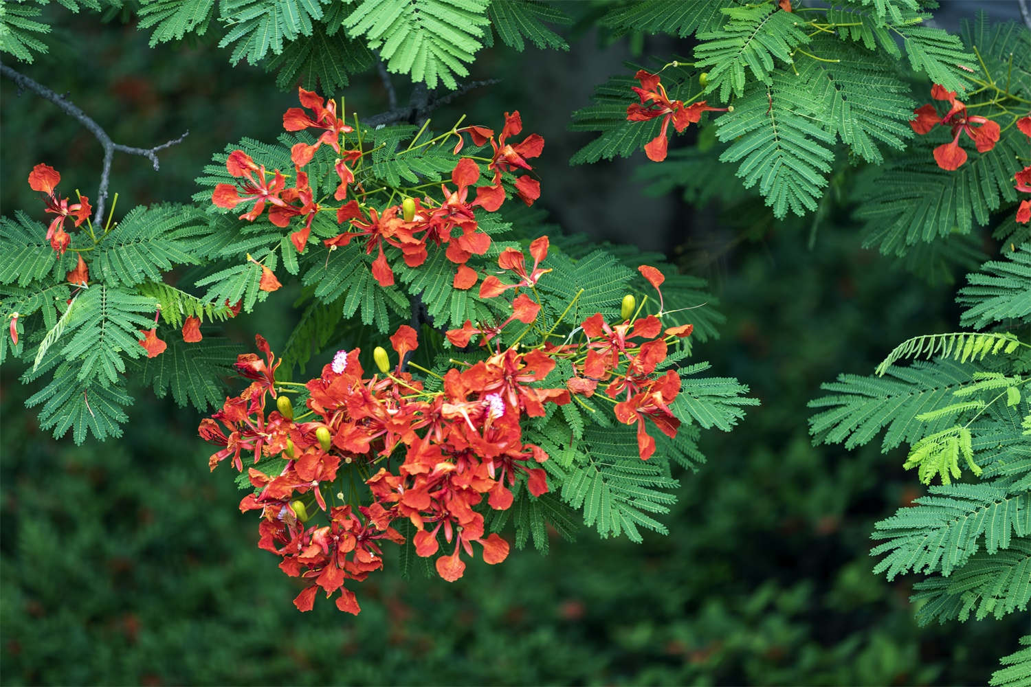 巴中适合养什么花，市花和市树是什么