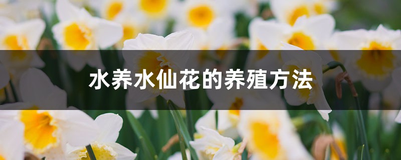 水仙花