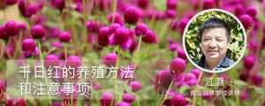 千日红