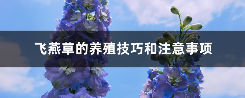 飞燕草