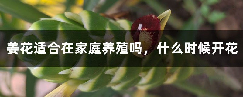 姜花