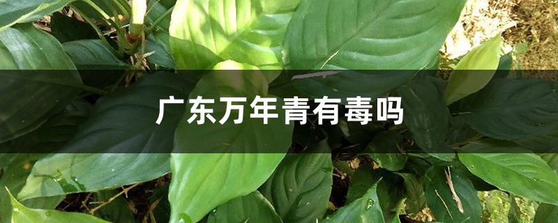 广东万年青