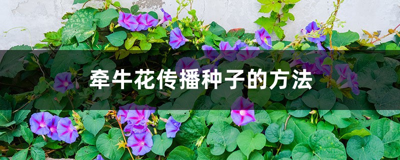 牵牛花