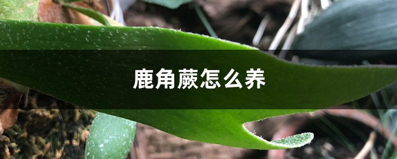 鹿角蕨