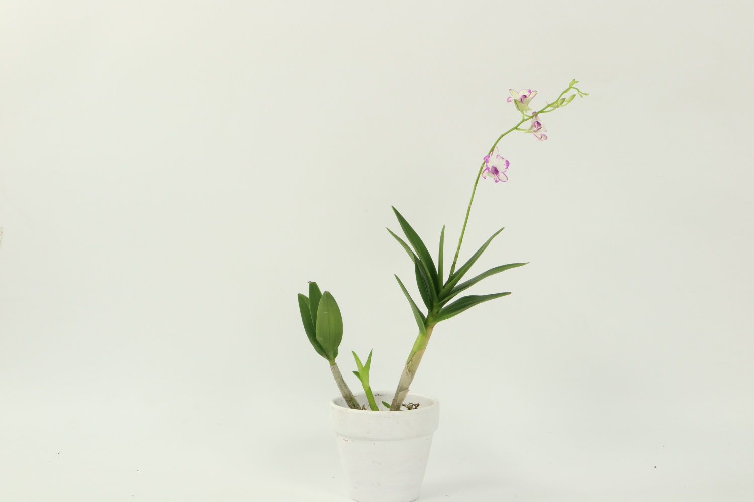 兰花品种排名