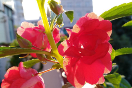 凤仙花叶子干枯怎么回事，叶子蔫了怎么办