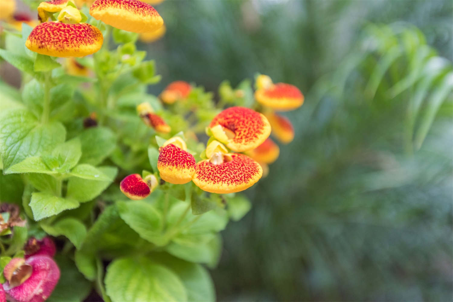 蒲包花黄叶的原因和处理办法