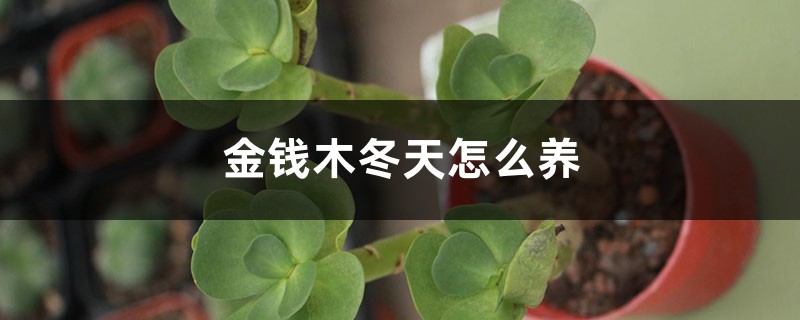金钱木