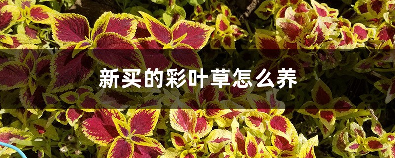 彩叶草