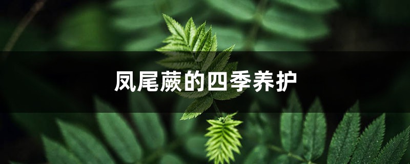 凤尾蕨