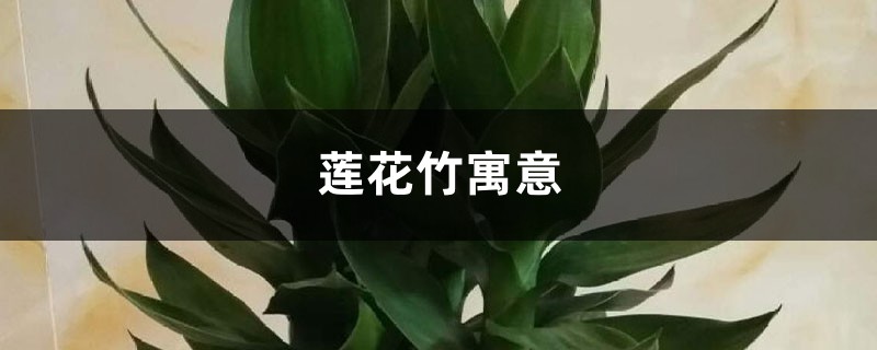 莲花竹