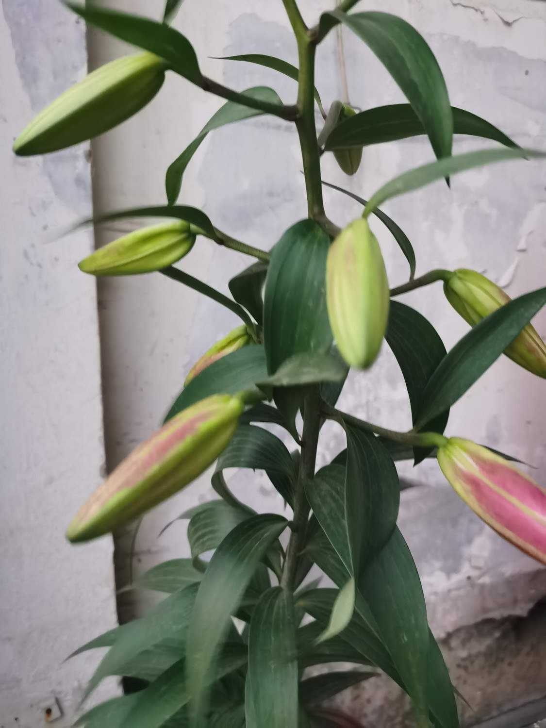 百合的功效与作用，有什么吃法