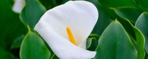 海芋花