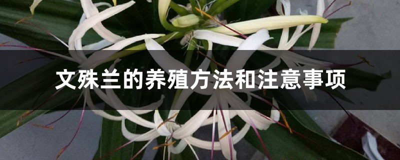 文殊兰