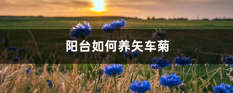 矢车菊