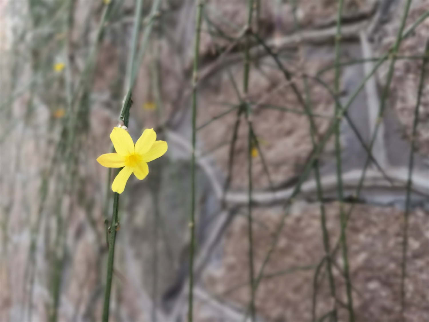 三明适合养什么花，市花和市树是什么
