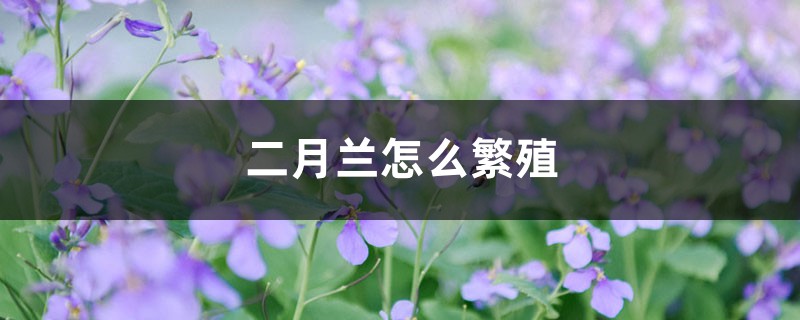 二月兰