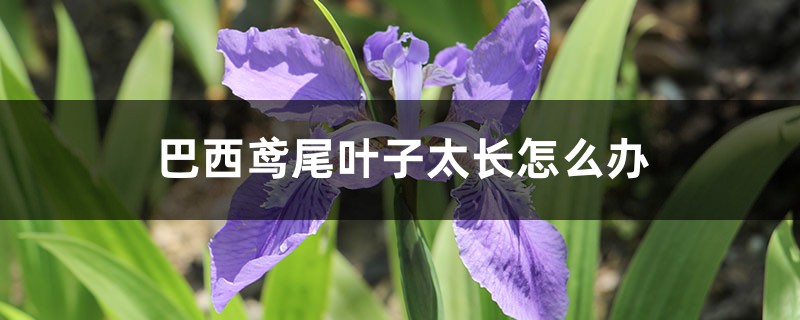 巴西鸢尾