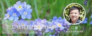 勿忘我