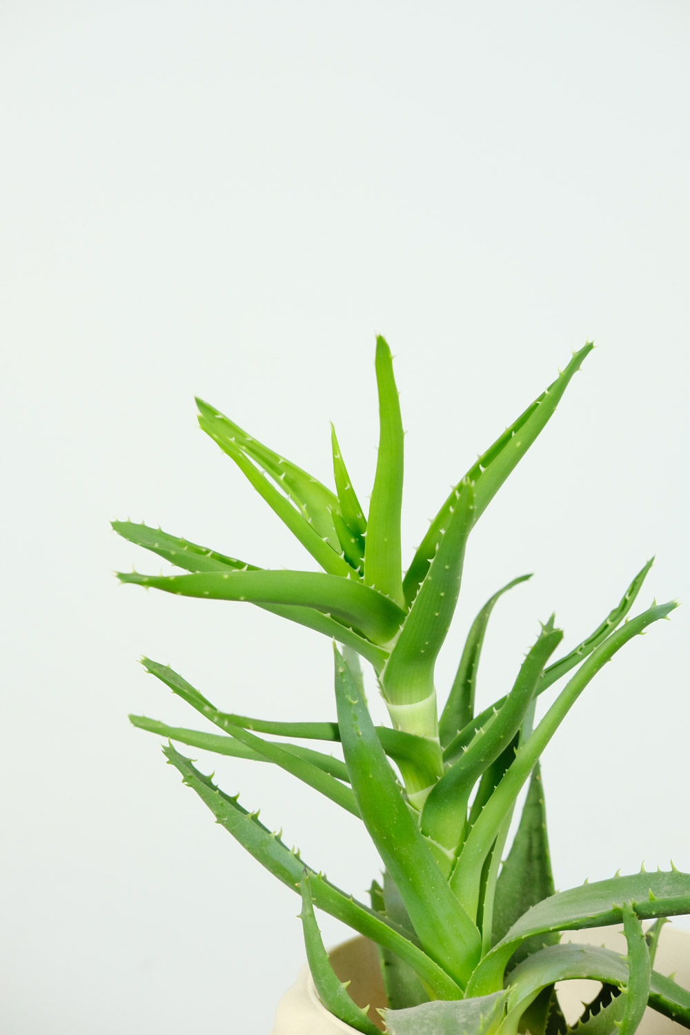 芦荟烂根了怎么处理