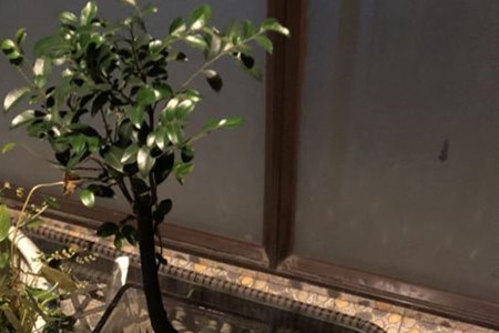小叶紫檀叶子掉光还能活吗