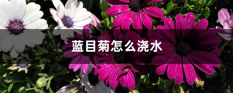 蓝目菊