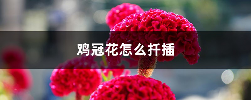 鸡冠花
